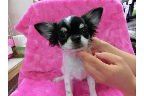 成約済の京都府のチワワ-14562の3枚目