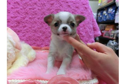 成約済の京都府のチワワ-14563の1枚目