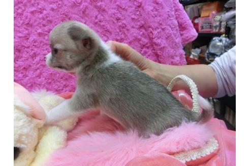 成約済の京都府のチワワ-14563の3枚目