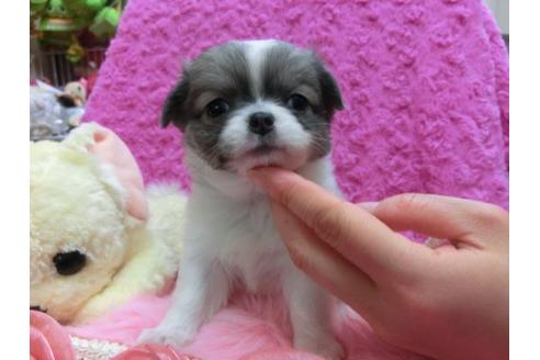 成約済の京都府のチワワ-14565の1枚目