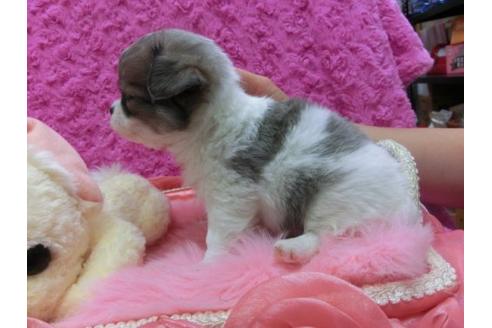 成約済の京都府のチワワ-14565の2枚目