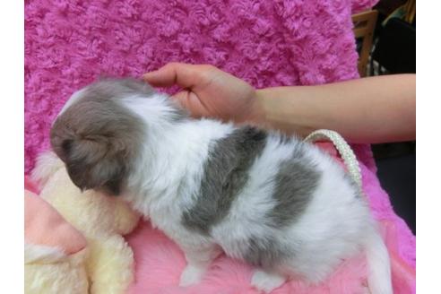 成約済の京都府のチワワ-14565の3枚目