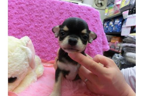 成約済の京都府のチワワ-14567の1枚目