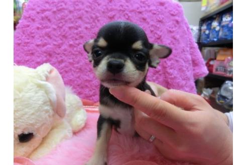 成約済の京都府のチワワ-14567の2枚目