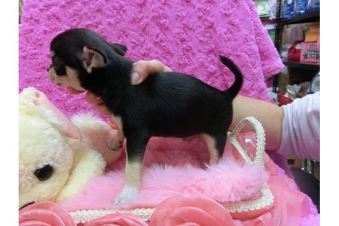 成約済の京都府のチワワ-14567の3枚目