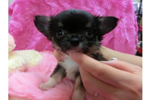 成約済の京都府のチワワ-14568の1枚目