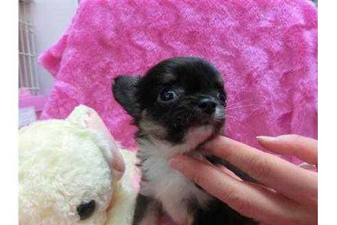 成約済の京都府のチワワ-14568の3枚目