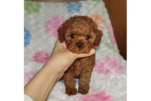 成約済の沖縄県のタイニープードル-14573の3枚目