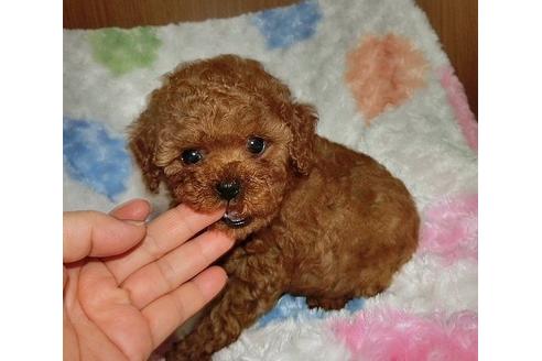 成約済の沖縄県のタイニープードル-14573の2枚目