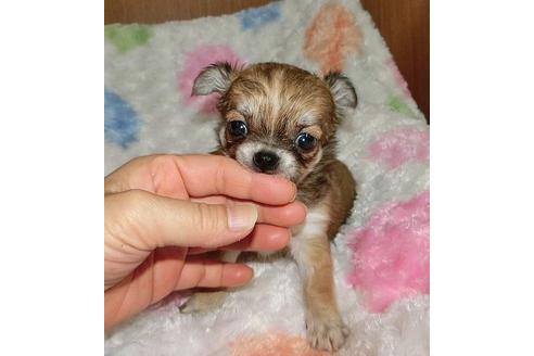 成約済の沖縄県のチワワ-14577の3枚目