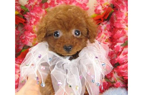 成約済の茨城県のトイプードル-14602の1枚目