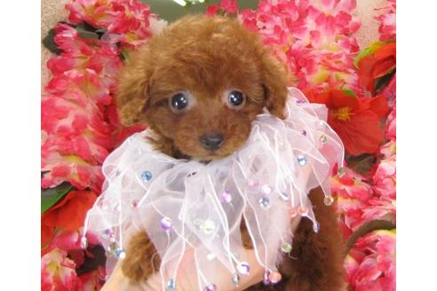 成約済の茨城県のトイプードル-14602の2枚目