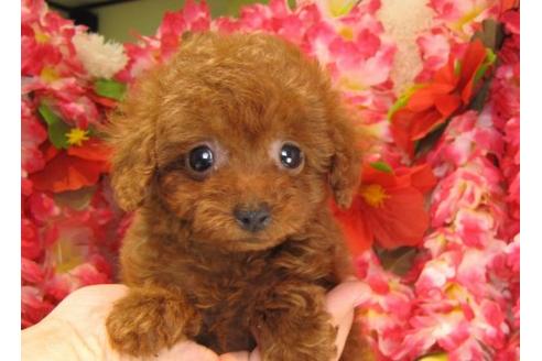 成約済の茨城県のトイプードル-14602の3枚目