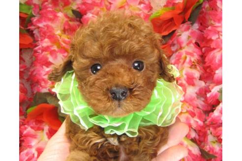 成約済の茨城県のトイプードル-14603の1枚目