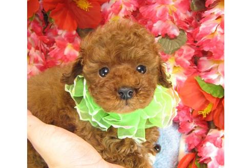 成約済の茨城県のトイプードル-14603の2枚目