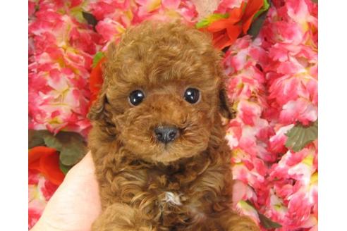 成約済の茨城県のトイプードル-14603の3枚目