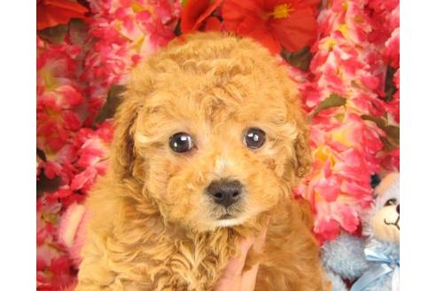 成約済の茨城県のトイプードル-14604の1枚目