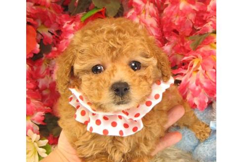 成約済の茨城県のトイプードル-14604の2枚目