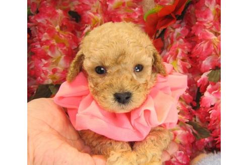 成約済の茨城県のトイプードル-14605の2枚目