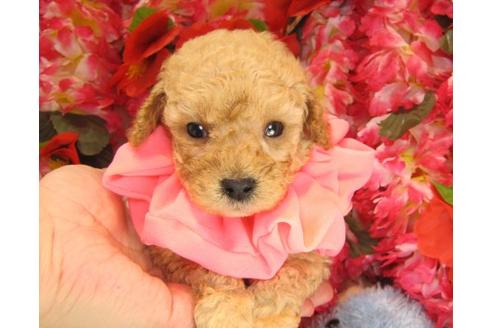 成約済の茨城県のトイプードル-14605の3枚目