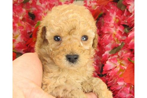 成約済の茨城県のトイプードル-14605の1枚目