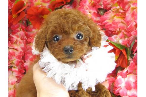 成約済の茨城県のトイプードル-14606の1枚目