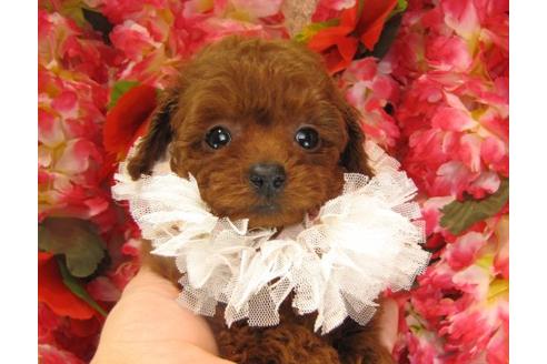 成約済の茨城県のトイプードル-14606の2枚目