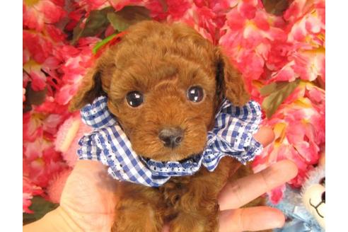 成約済の茨城県のトイプードル-14607の1枚目