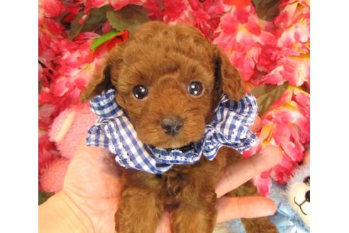 成約済の茨城県のトイプードル-14607の2枚目