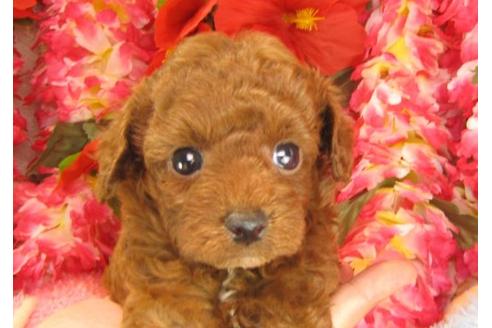 成約済の茨城県のトイプードル-14607の3枚目