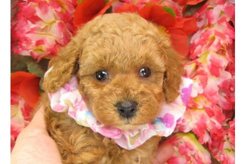 成約済の茨城県のトイプードル-14608の1枚目