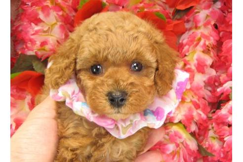 成約済の茨城県のトイプードル-14608の2枚目