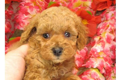 成約済の茨城県のトイプードル-14608の3枚目