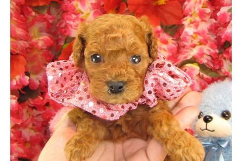 成約済の茨城県のトイプードル-14609の1枚目