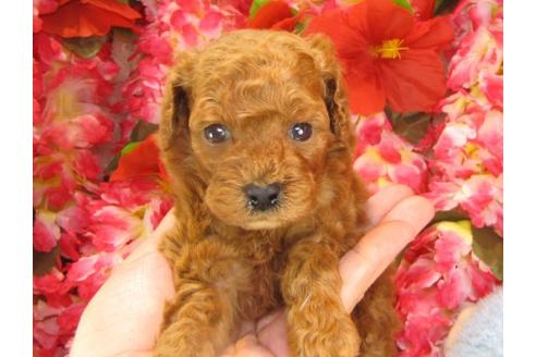 成約済の茨城県のトイプードル-14609の2枚目