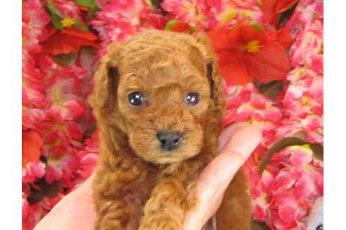 成約済の茨城県のトイプードル-14609の3枚目