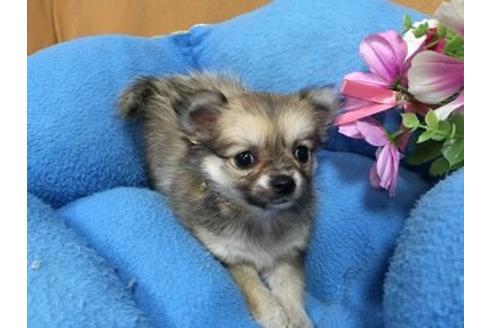 成約済の栃木県のミックス犬-14637の1枚目