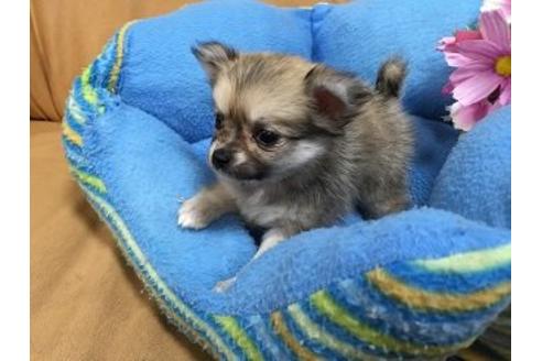 成約済の栃木県のミックス犬-14637の2枚目