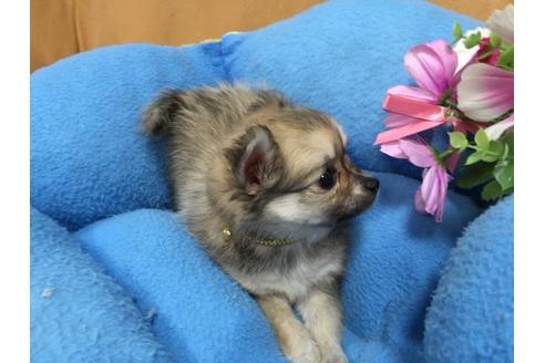 成約済の栃木県のミックス犬-14637の3枚目