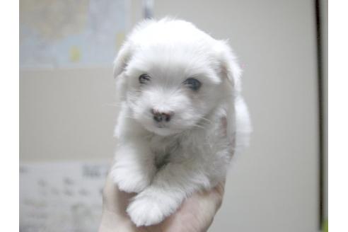 成約済の埼玉県のマルチーズ-13196の1枚目
