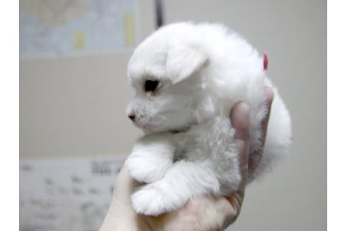 成約済の埼玉県のマルチーズ-13196の2枚目
