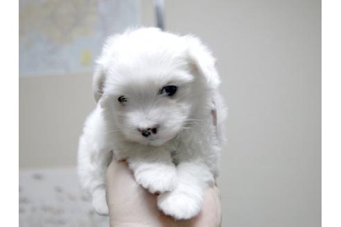 成約済の埼玉県のマルチーズ-13196の3枚目