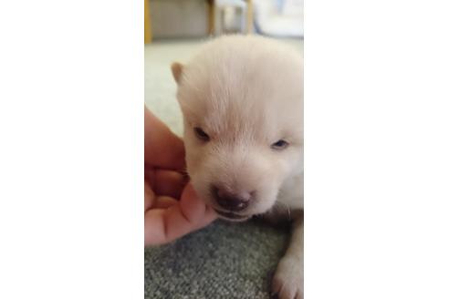 成約済の奈良県の柴犬-14648の3枚目