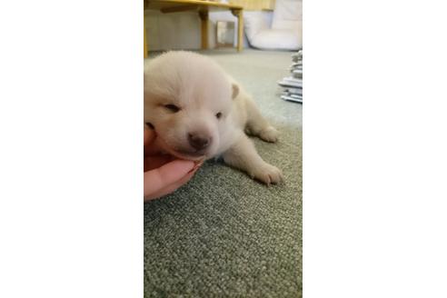 成約済の奈良県の柴犬-14648の2枚目