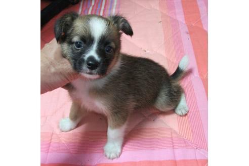 成約済の岐阜県のミックス犬-14677の2枚目