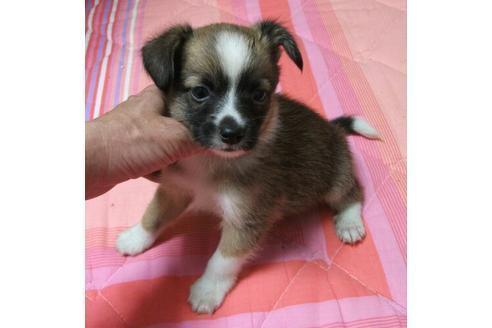 成約済の岐阜県のミックス犬-14677の1枚目