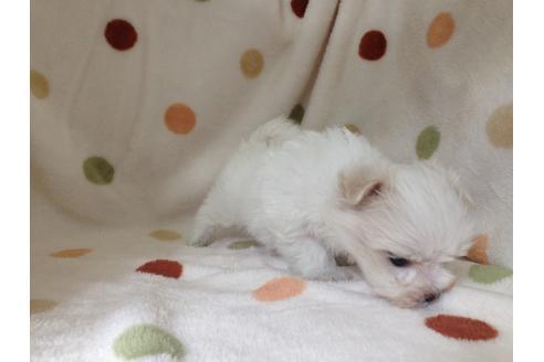 成約済の岐阜県のマルチーズ-14678の2枚目