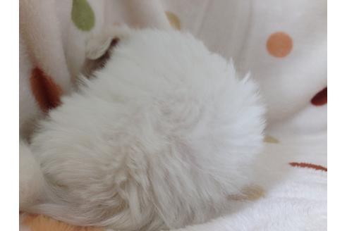 成約済の岐阜県のマルチーズ-14678の1枚目