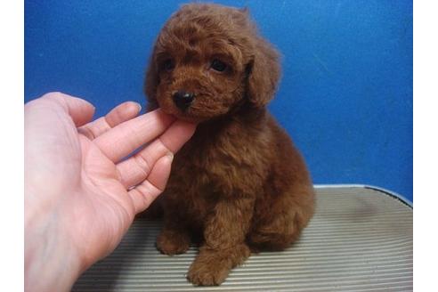 成約済の大阪府のトイプードル-14723の3枚目