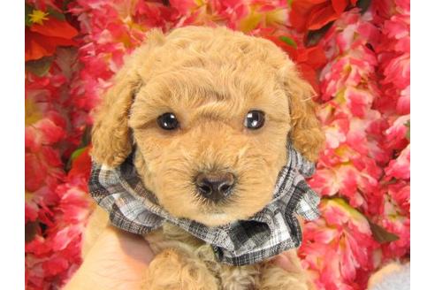 成約済の茨城県のトイプードル-14728の1枚目